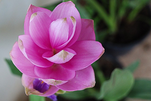 公式 エスタシオン デ 神戸 神戸の結婚式場 あなたの好きなお花はなんですか